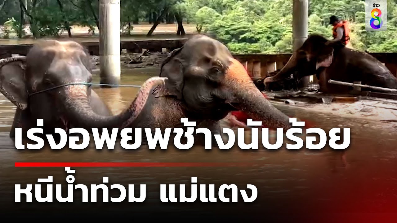 เจ้าหน้าที่เร่งเข้าช่วยช้าง และหมา-แมว ศูนย์บริบาลช้าง | 5 ต.ค. 67 | คุยข่าวเช้าช่อง8