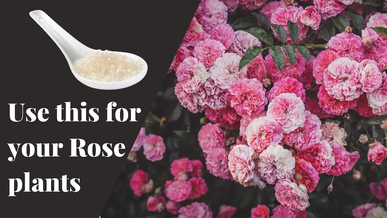 Guaranteed method to get Basal Canes in your rose plant | GeekGardener