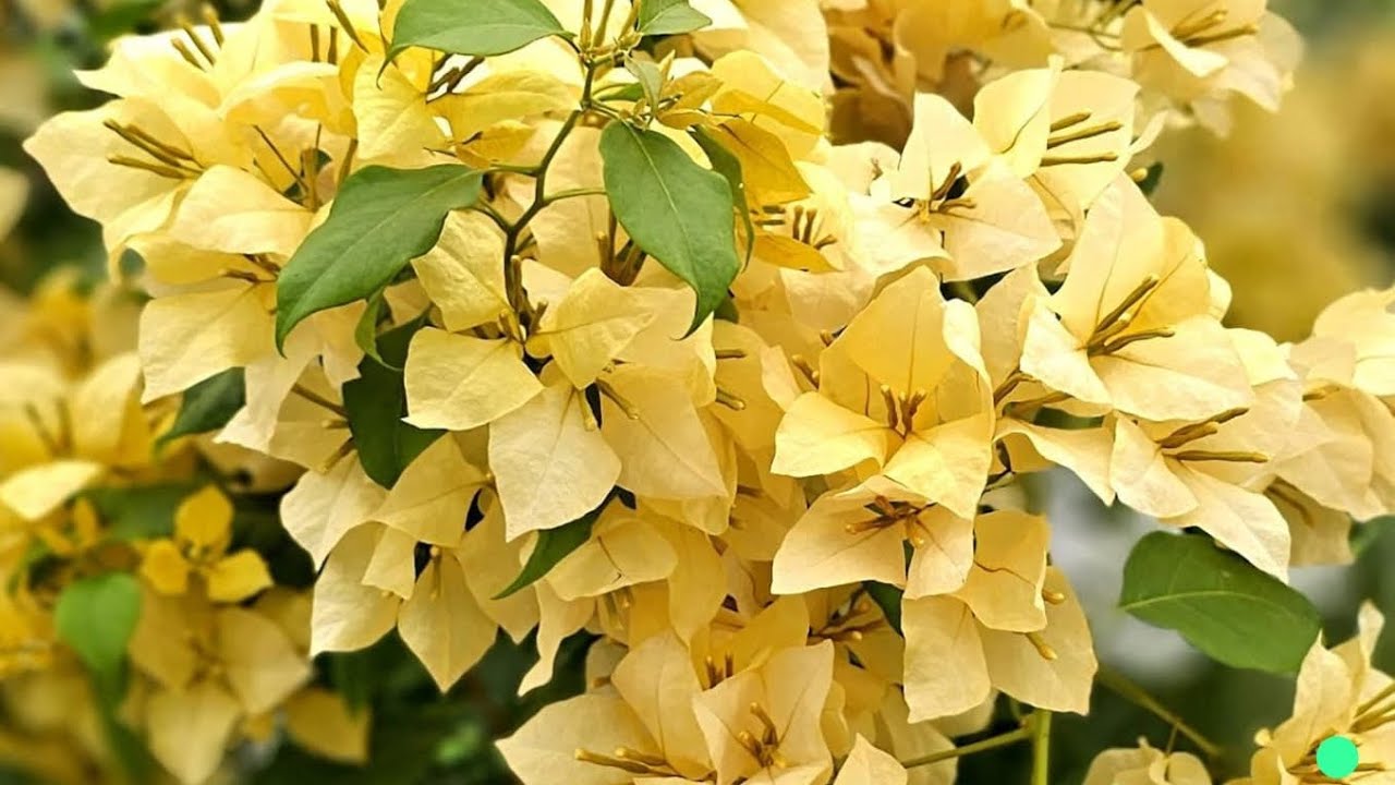 കടലാസ് ചെടി നിറയെ പൂക്കാൻ |Bougainville Heavy Blooming Tips #paper Flower Garden