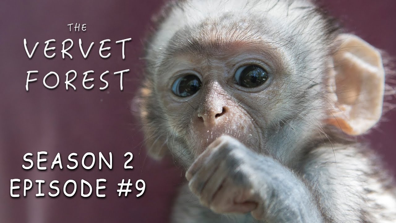 Orphan Baby Monkey With Brain Damage & Babies Play in Disneyland - Vervet Forest - S2 Ep9