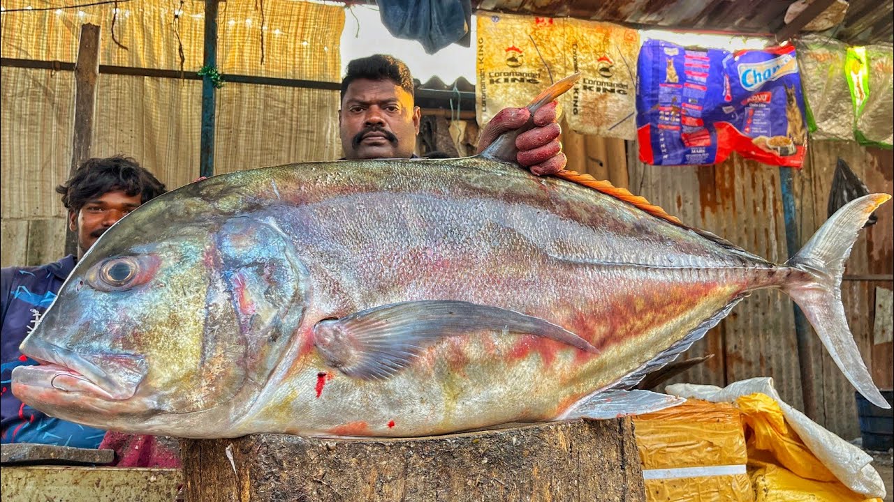KASIMEDU SPEED SELVAM | HUGE GIANT TRAVELLY FISH CUTTING VIDEO | 4K VIDEO | KM FISH CUTTING