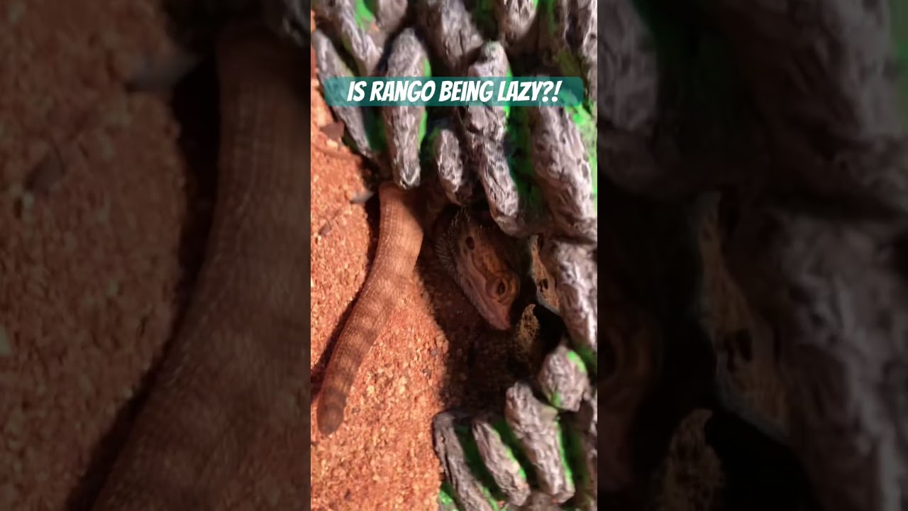 Does Rango like his new rock ?! 
