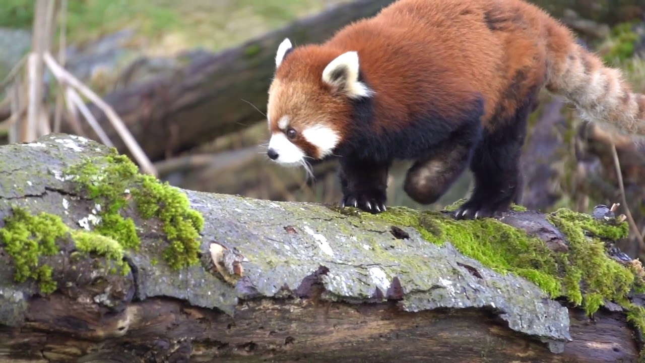 Sakura The Red Panda