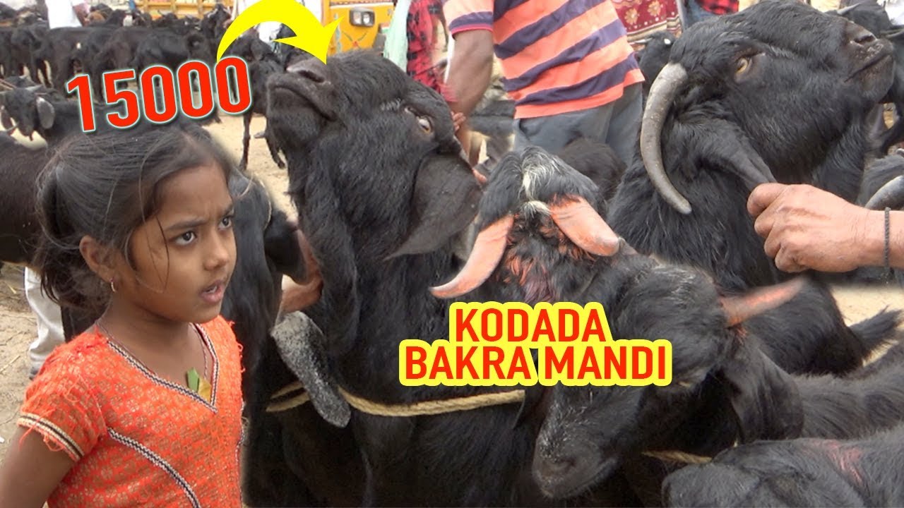 KODADA BAKRA MANDI, Biggest Bakra available here, 40kg male goat 15000 | Prices in Kodada market