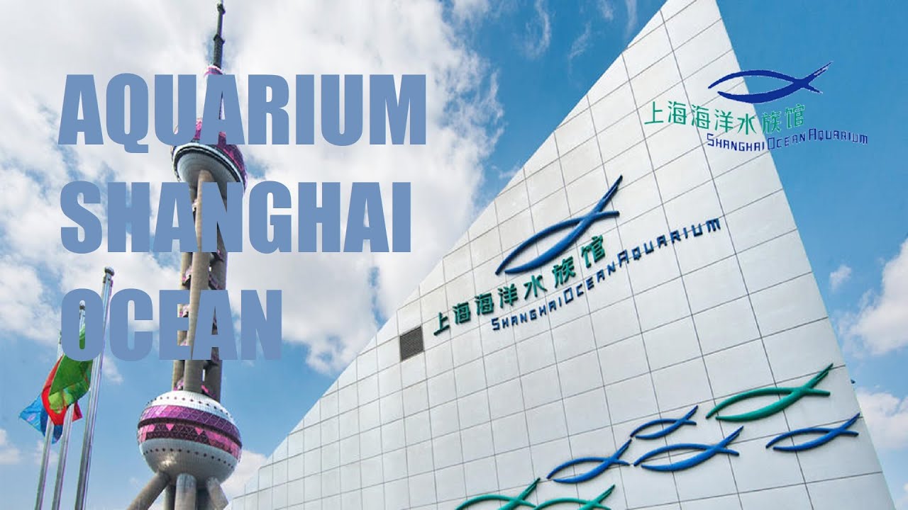 SHANGHAI OCEAN AQUARIUM - the most beautiful aquariums in the world
