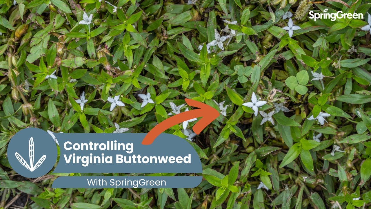 How to Control Virginia Buttonweed | Expert Lawn Weed Tips
