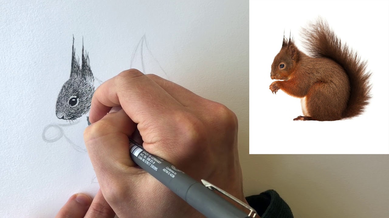Hoe teken je een eekhoorn? Thuisatelier Ferdy Remijn