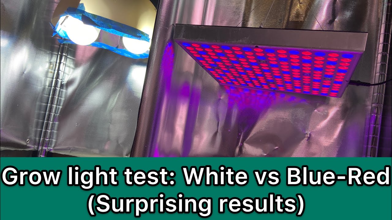 Grow Light Test: White vs Blue-Red LED light (Surprising result!)
