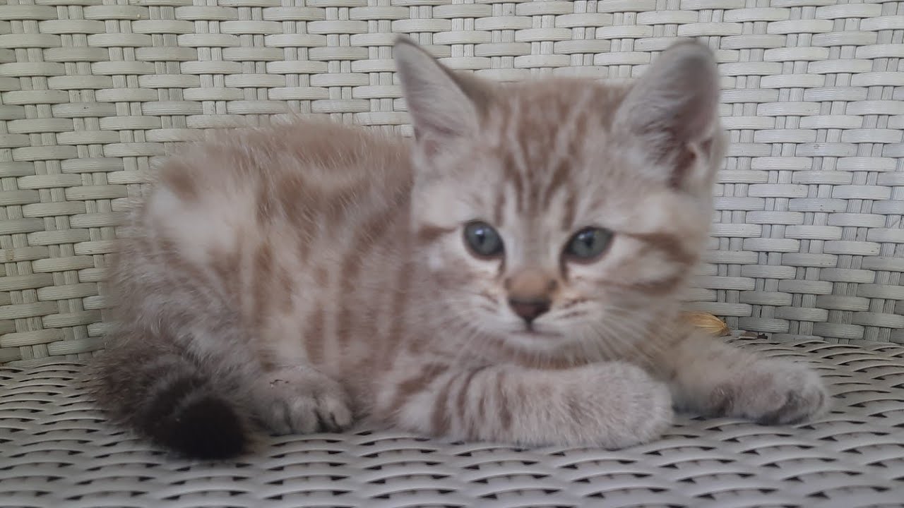 Kegiatan Anak Kucing Loreng dan Oren dipagi hari yang cerah. Sehat empus