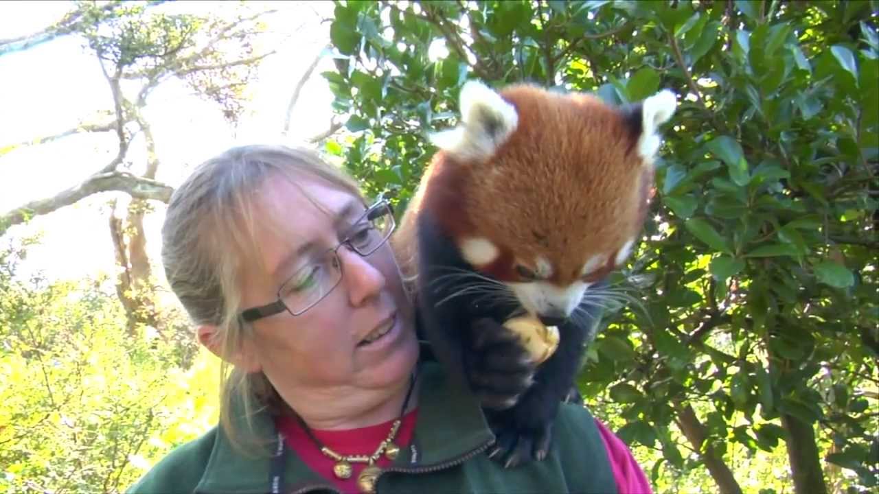 Conservation Connection: Red Panda