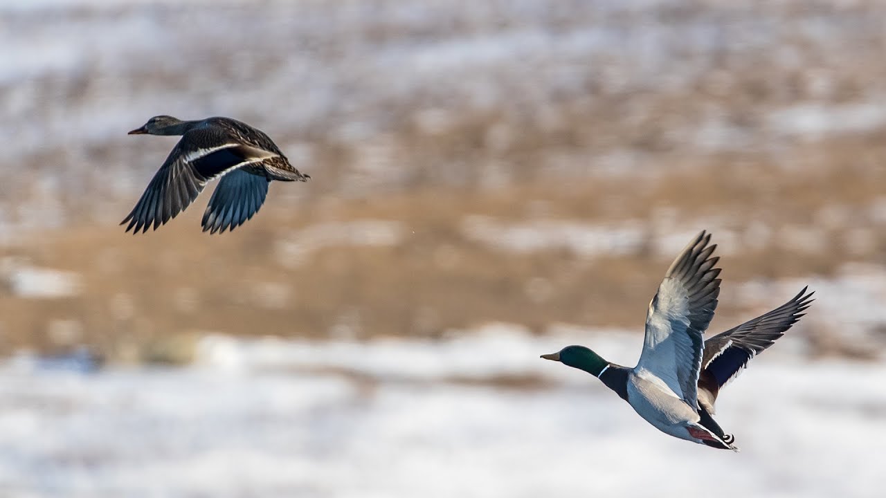 Duck Transmitter Study - NDGNF - 05-26-2020