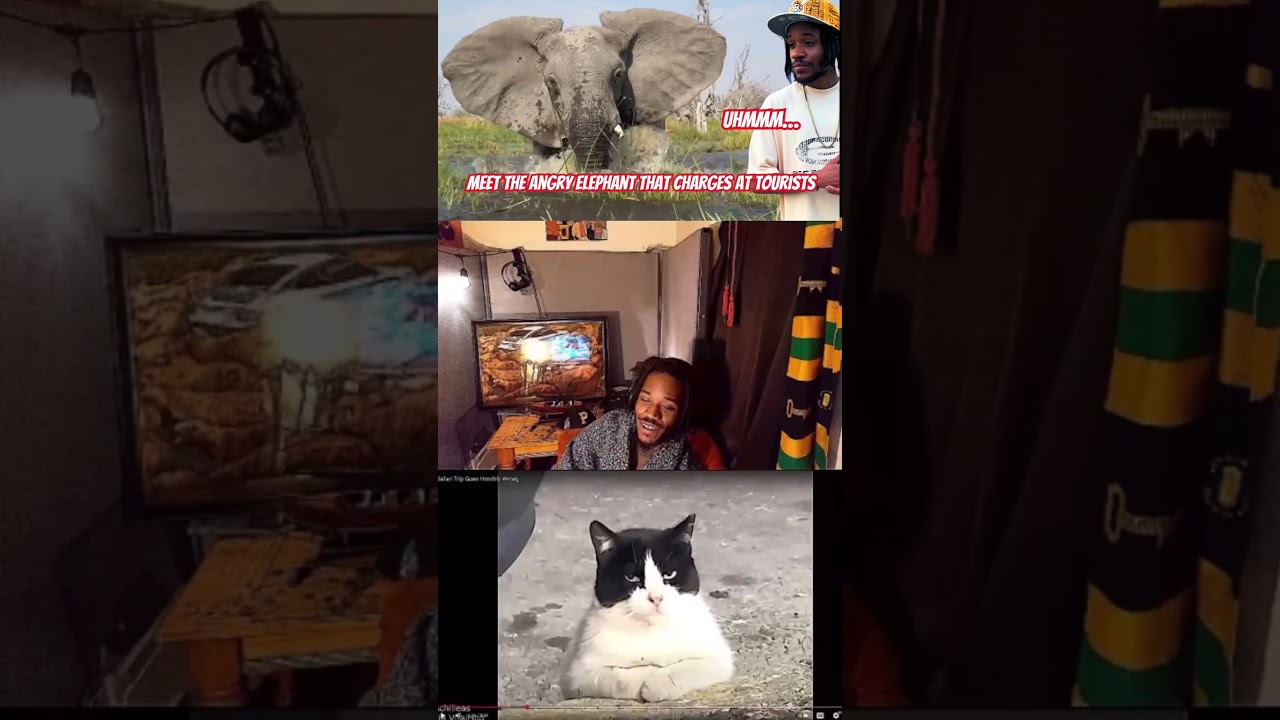 angry elephant charges at tourists 
