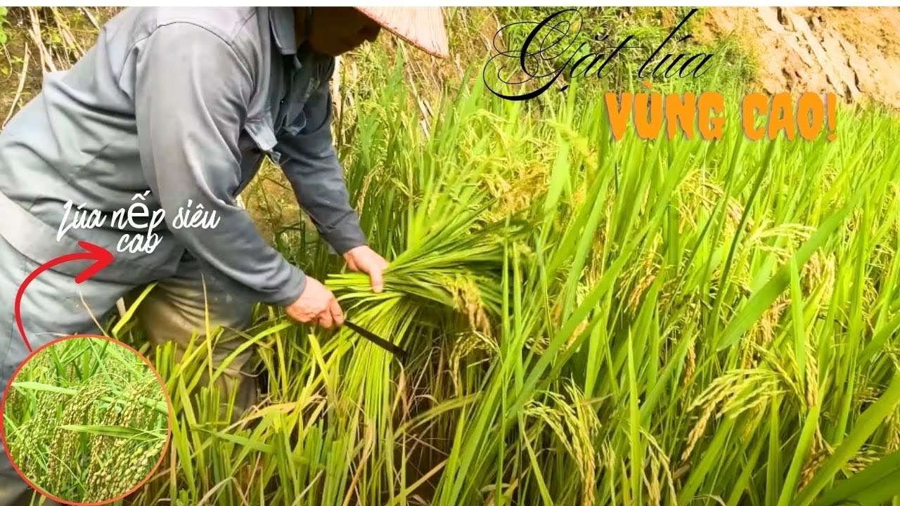 Thu Hoạch Vụ Lúa Cuối Cùng Của Năm - Thử Tài Gặt Lúa Của Chàng Rể Người Kinh !