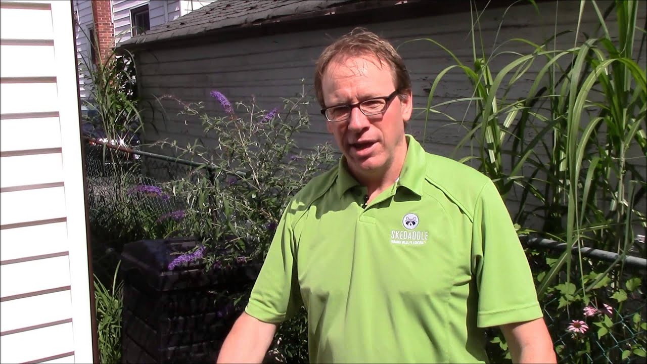 Call Skedaddle Humane Wildlife Control