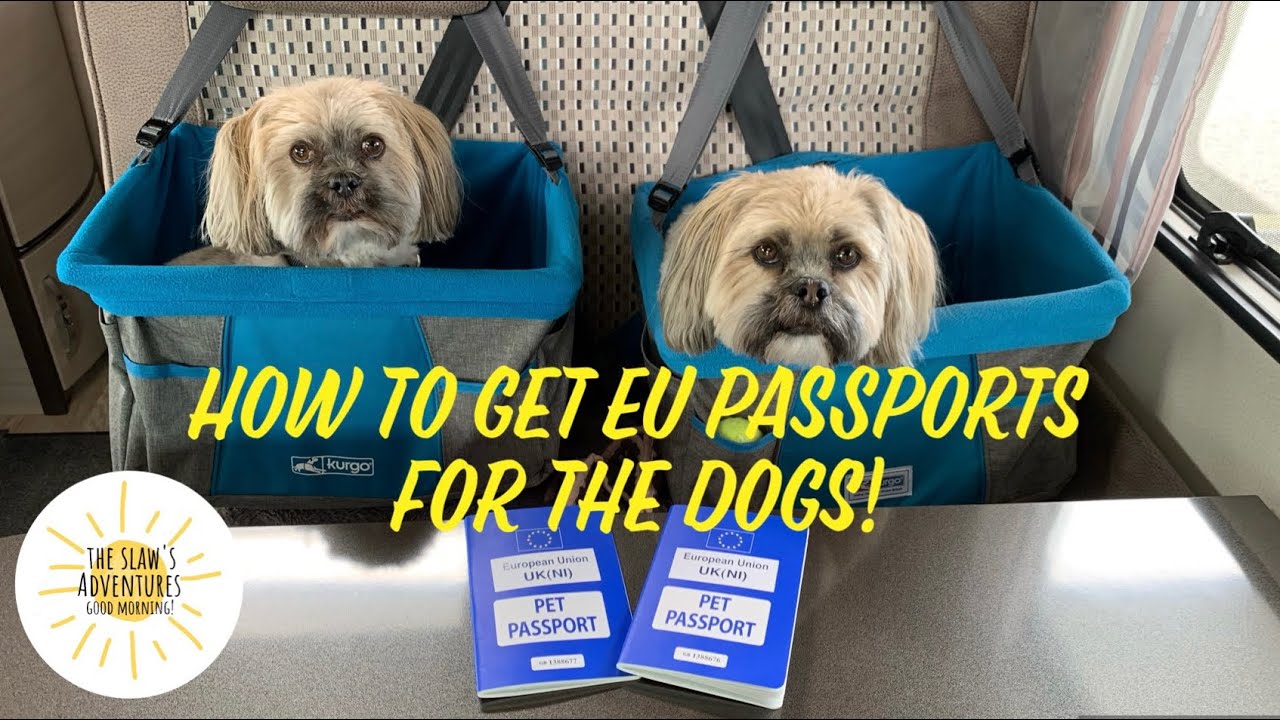 Stena Plus Lounge Cairnryan to Belfast to get NI EU Pet Passports for the dogs.