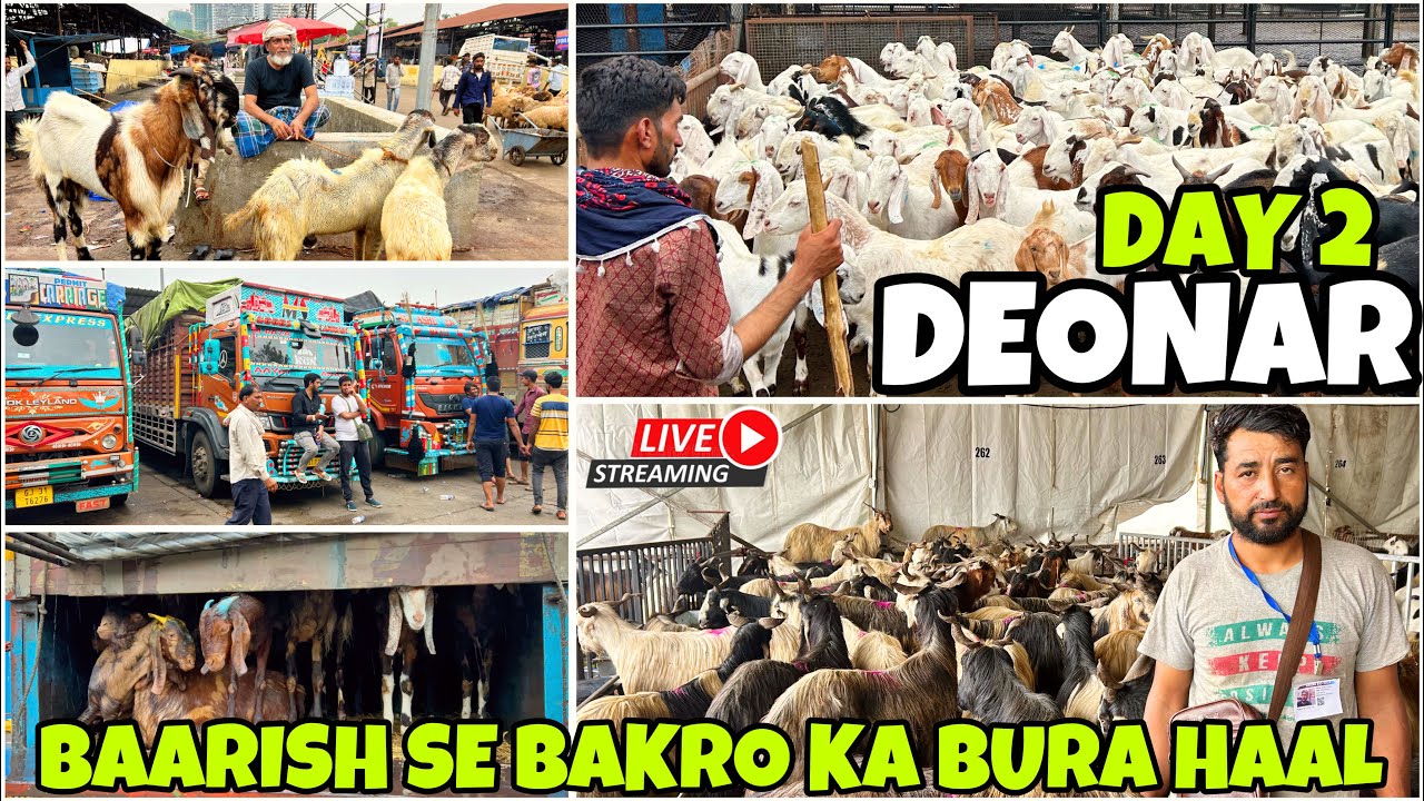 DEONAR BAKRA MANDI DAY 2 FULL TOUR , BAARISH SE BAKRO KA BURA HAAL , LATEST UPDATE
