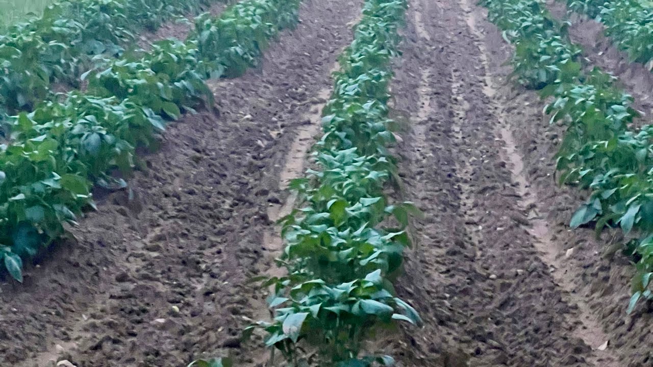 Garden Spot Plowing with Farmall 140