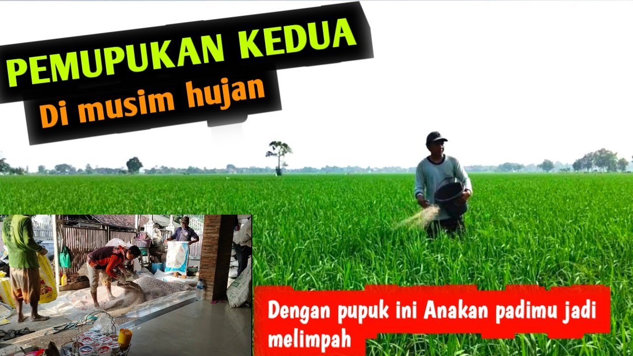 DOSIS PEMUPUKAN KEDUA TANAMAN PADI