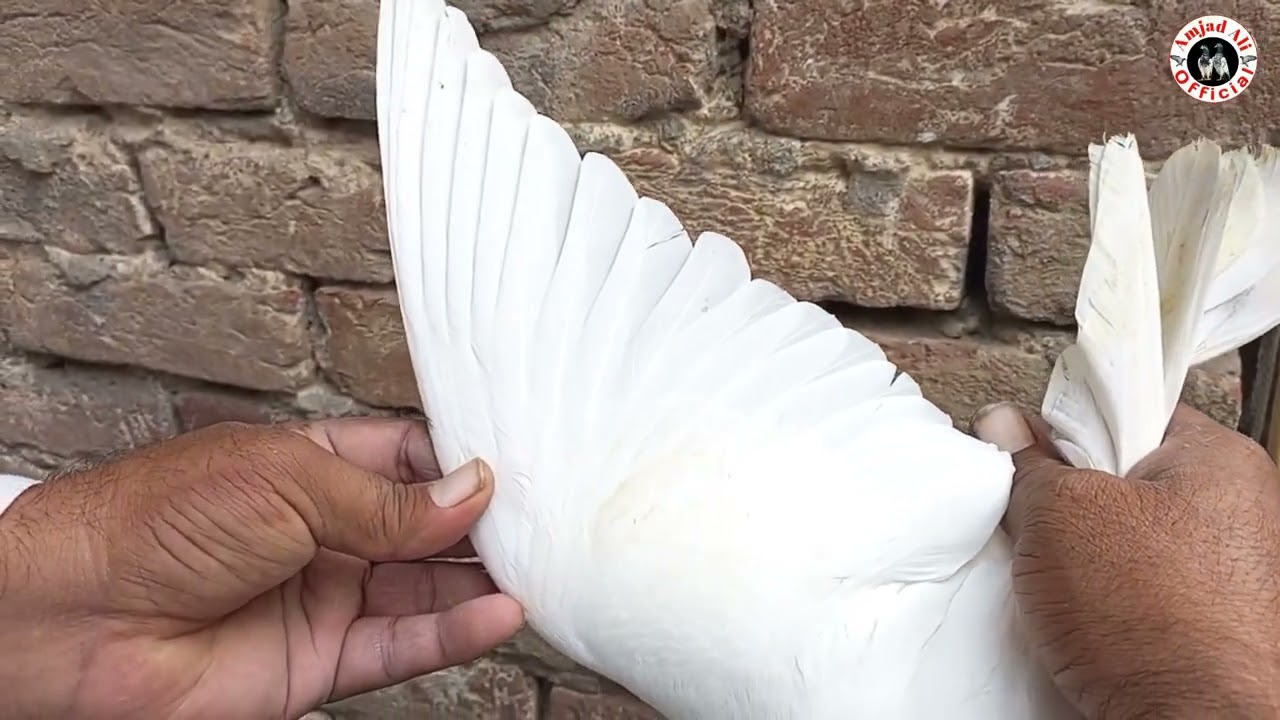 wehshi sailkoti kabootar || wehshi kabbotar || wehshi pigeon || 03334497528 || #amjadaliofficial