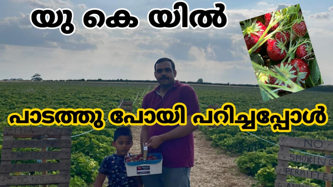 Strawberry picking in uk /visiting a strawberry farm in london