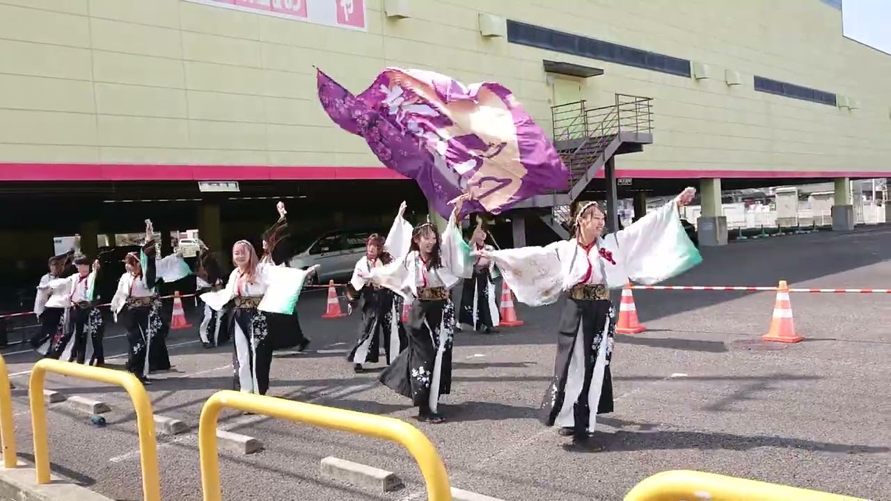 香川大学よさこい連”風華”「奏桜」①　かがわマラソン2026　かがわ盛り上げ隊 ヤマダデンキ高松鶴市店2026-03-15
