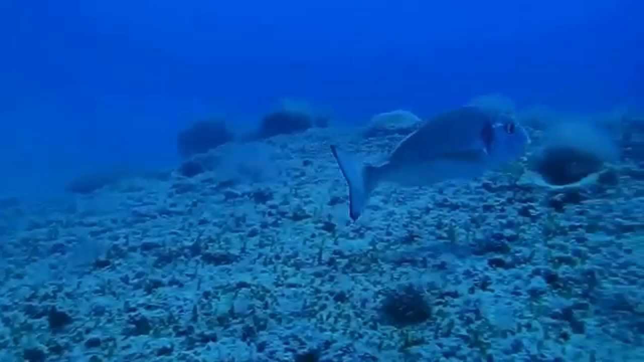 Buceo en la Isla de Benidorm. Cara Norte-Los Arcos.
