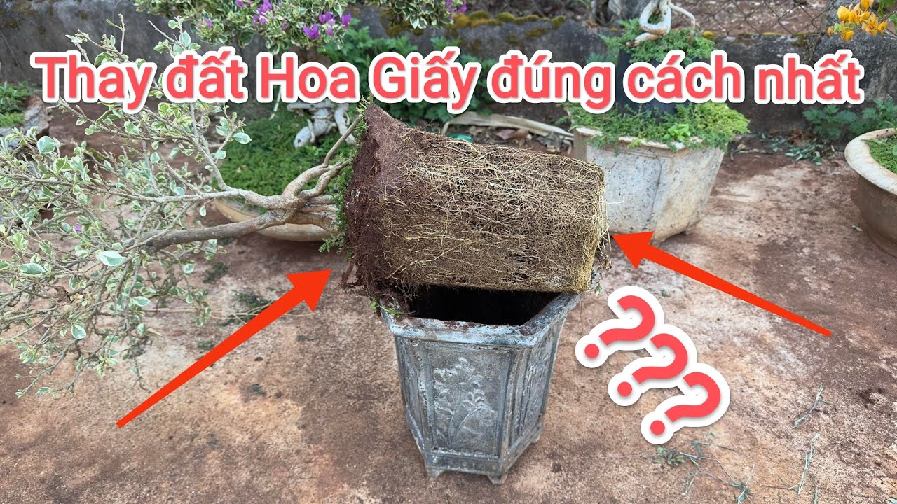 Cách thay chất trồng cho Hoa Giấy chuẩn 100%. Không nên bỏ qua !