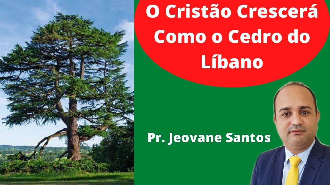 CEDRO DO LÍBANO.  #O CRISTÃO CRESCERÁ COMO O CEDRO