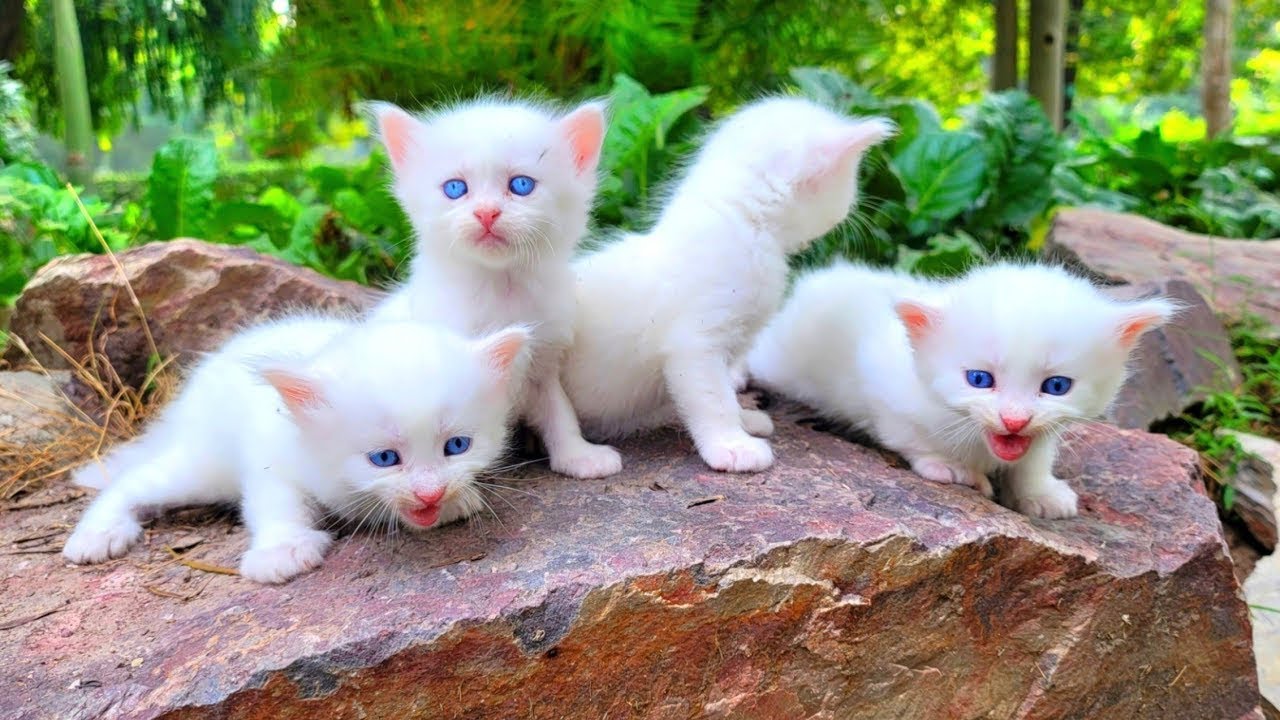 The smallest kittens meow, Find the mother cat, We have rescued! many of the smalles cute💖💖🐾
