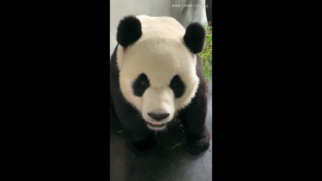 Panda Jin Hu-After the Nanny  loves another panda, makes he to die by heartbreak.