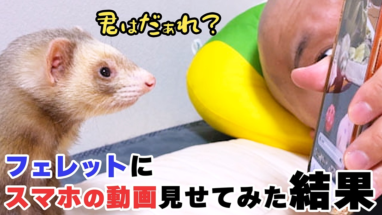 フェレットはスマホの動画に自分が映ってたら、認識できるのか