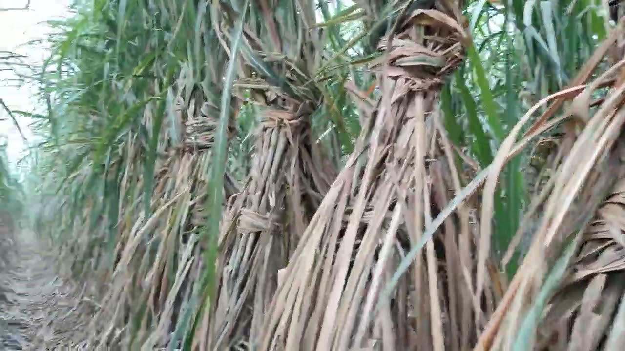 गन्ना की एक असी किस्म जो ह UP में पास या दम रखते हा 0238 या पीछे छोड़ने का #new #sugarcanefarming
