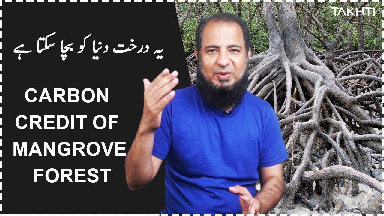 Carbon Credit of Mangrove Forest | Takhti | Adeel Imtiaz