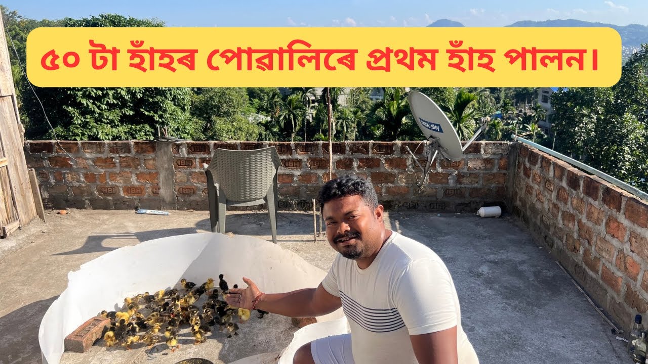 ৫০ টা হাঁহৰ পোৱালিৰে প্ৰথম হাঁহ পালন / Duck Brooding Process With Nitish Konwar