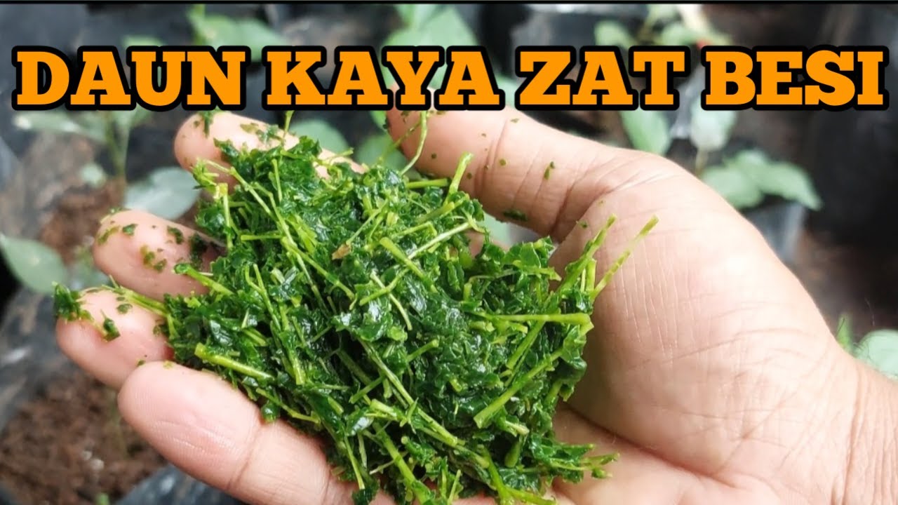 Manfaat Daun Kelor Untuk Tanaman Cabai