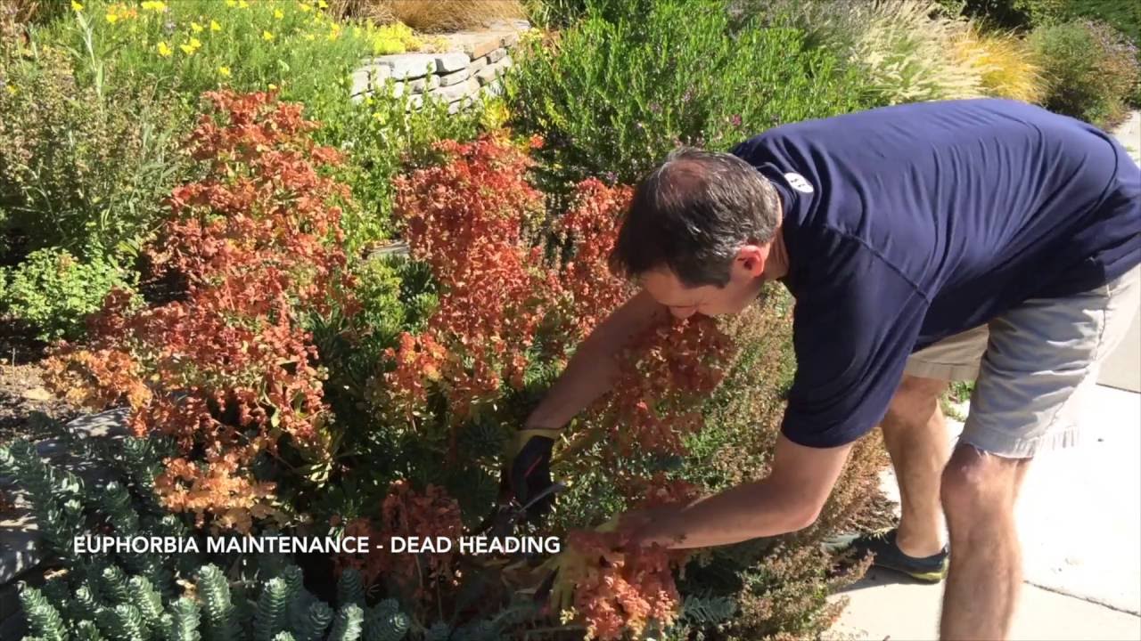 How to Maintain Euphorbia - Dead Heading