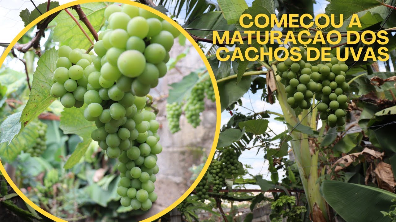 COMEÇOU A MATURAÇÃO DOS CACHOS DA UVA BORDÔ
