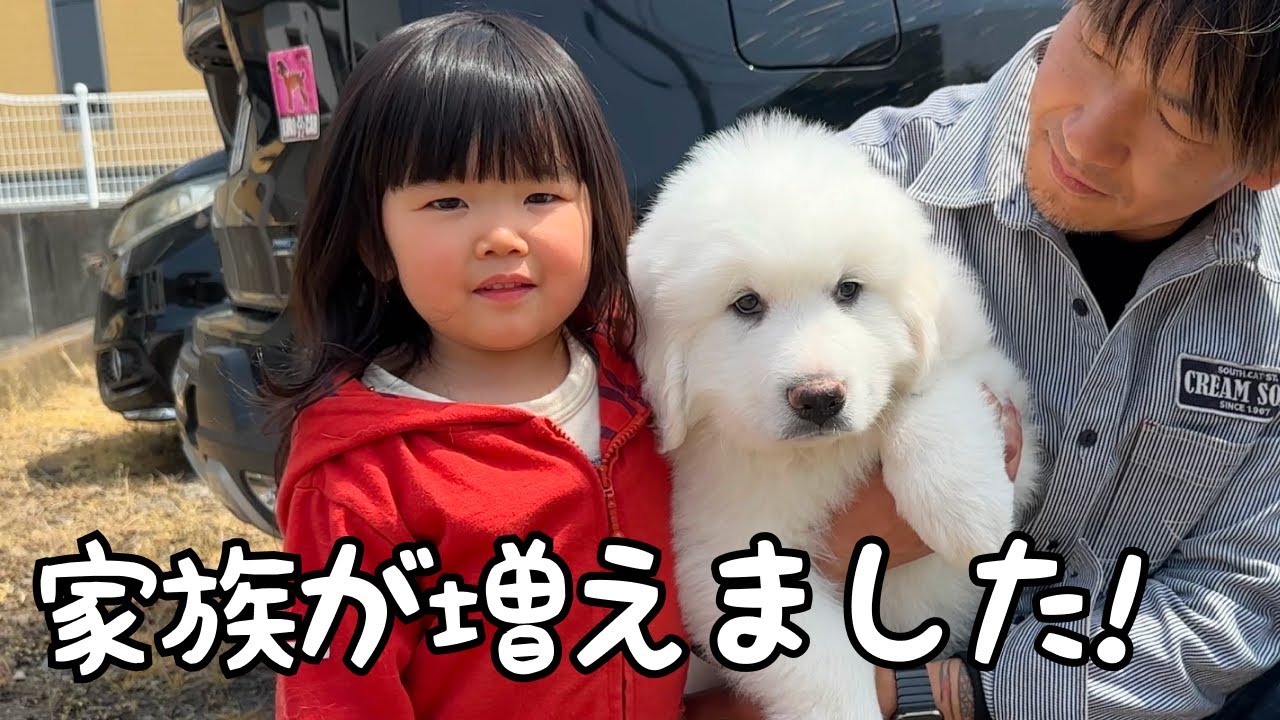 【祝♡】我が家に新しい家族をお迎えしました！｜グレートピレニーズ&オールドイングリッシュシープドッグ&トイプードル