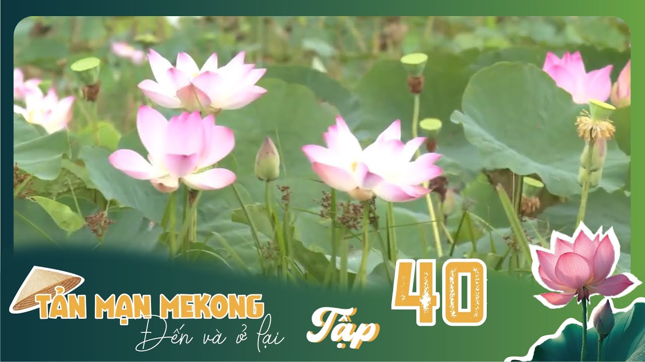 Tản Mạn Mê Kông, Đến Và Ở Lại | TẬP 40: Tháp Mười - Vùng bưng biền huyền thoại