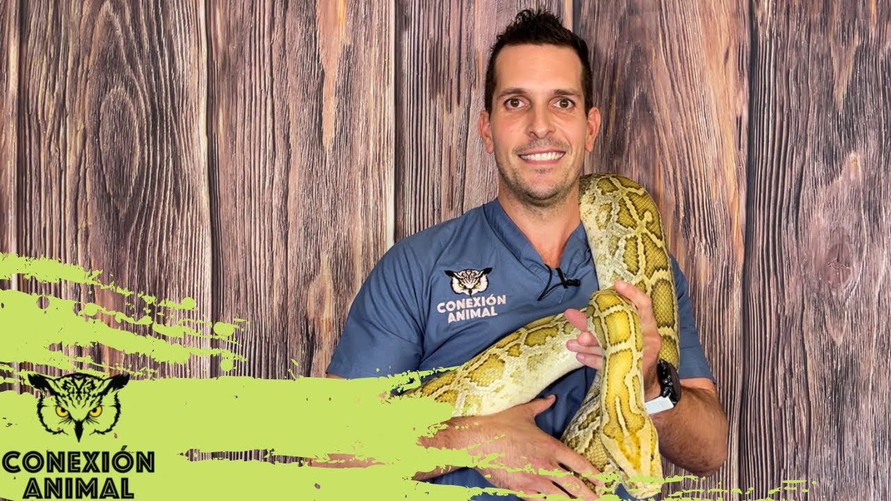 Serpiente Pitón Burmes | Sus cuidados básicos como mascota.
