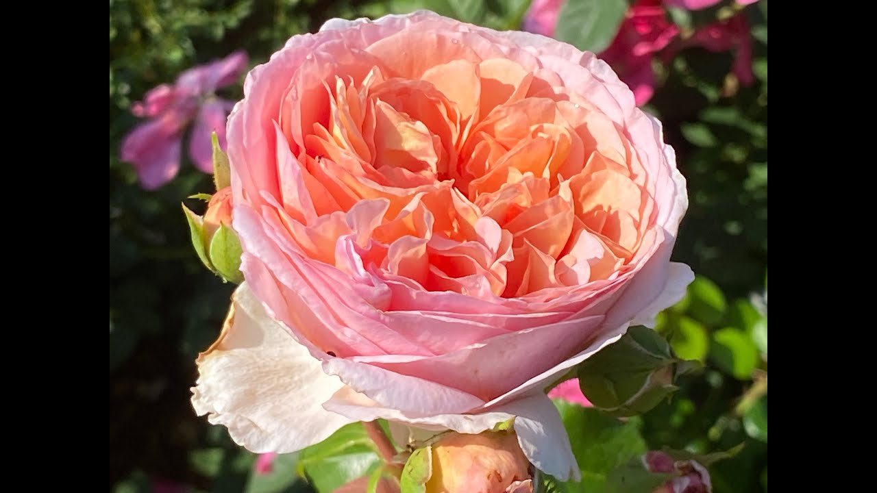5 Fragrant Roses I Highly Recommend