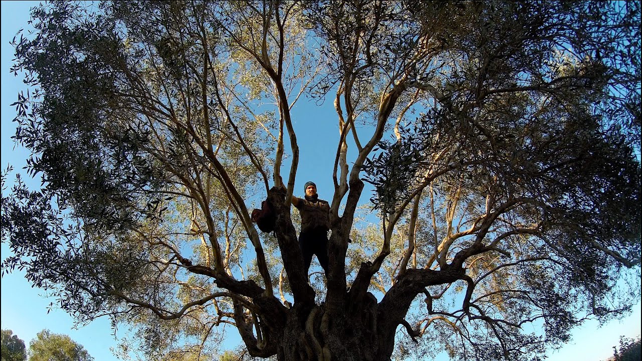 Обрезка 1000-летних оливковых деревьев! (Измельчение веток и опрыскивание)