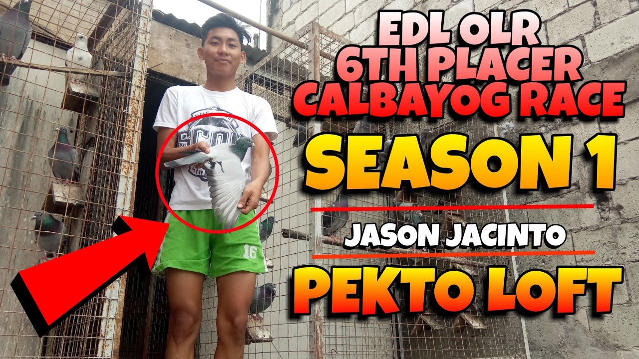 SINILIP NATIN ANG PANGMALAKASANG KALAPATI SA BACOOR CAVITE | MR. JASON 