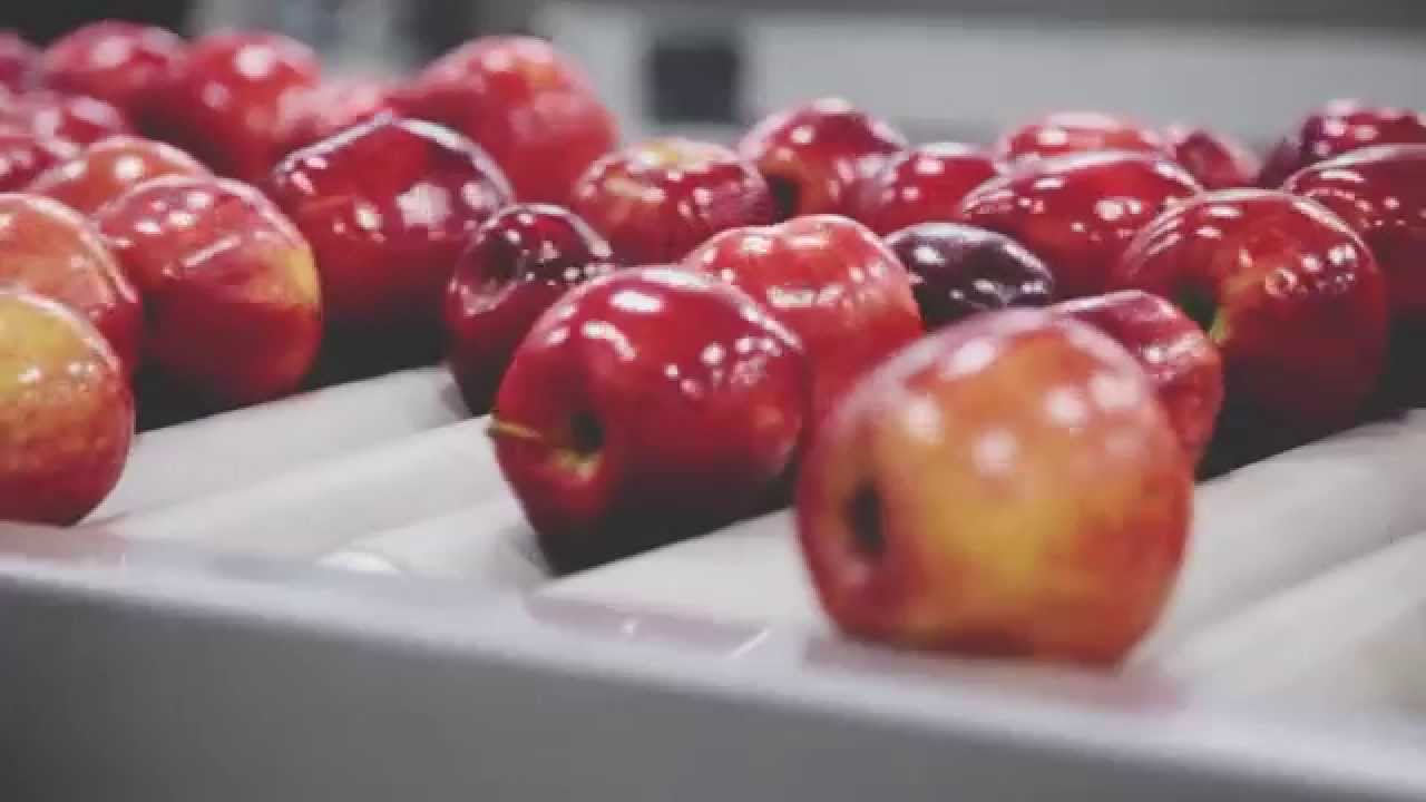 Core Facts: How do you keep apples from getting bruised?