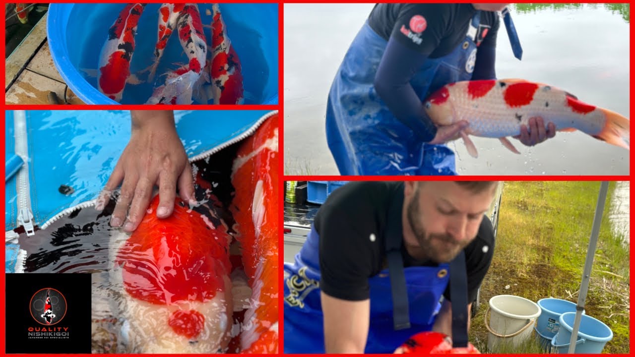 SHINTARO JUMBO KOI RELEASE  PT1 - MASSIVE KOI!!