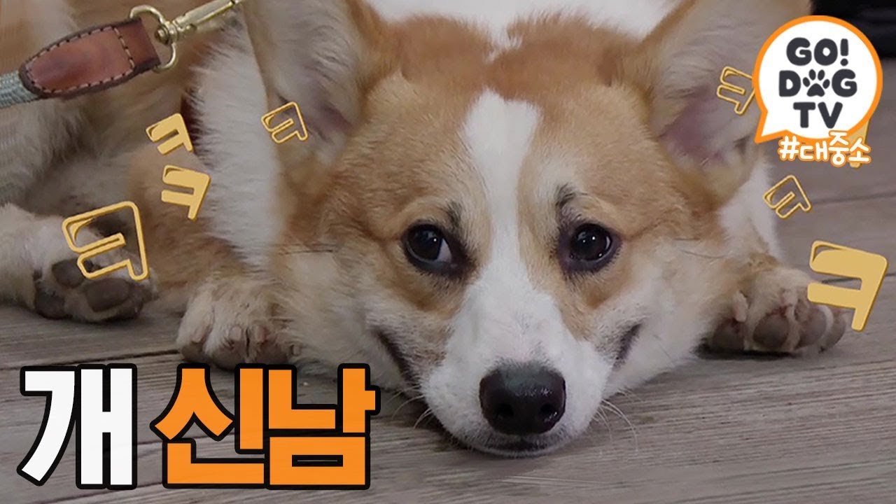 [고독TV] 본격 캠핑! 첫 야외 취침에 난리난 대중소🤸 | 개밥주는 남자