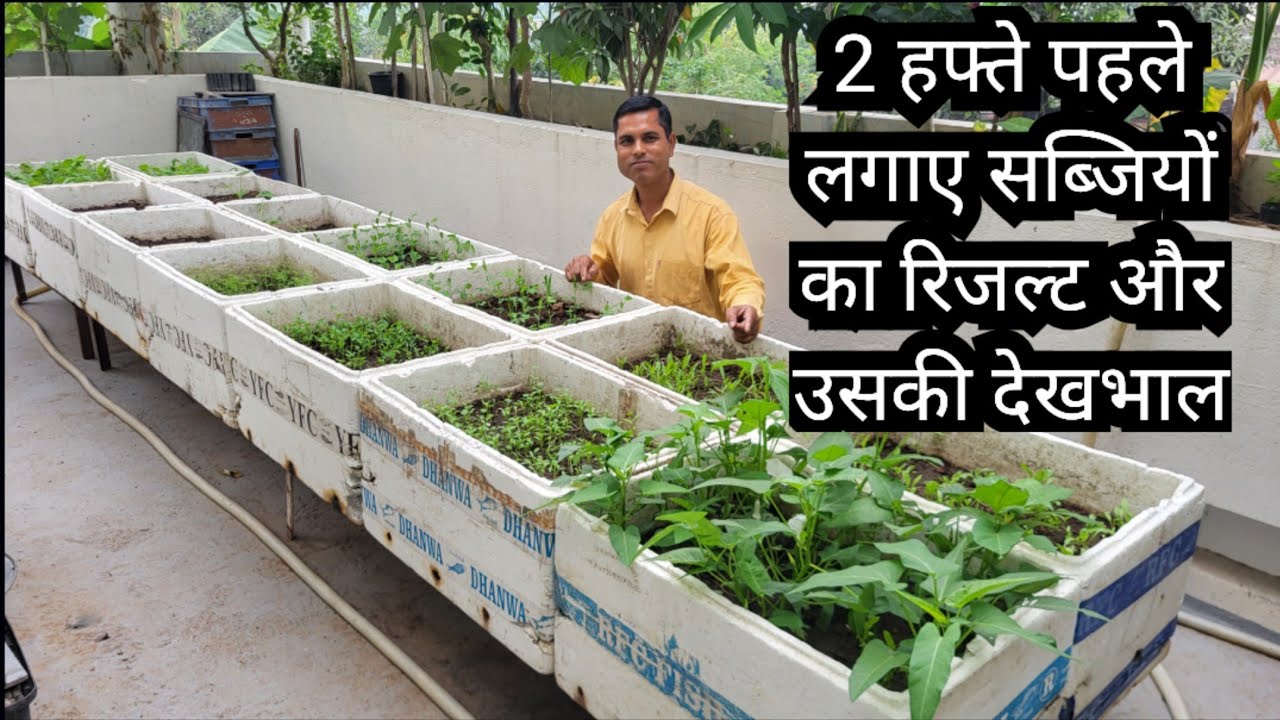 Kitchen Gardening from Seeds 