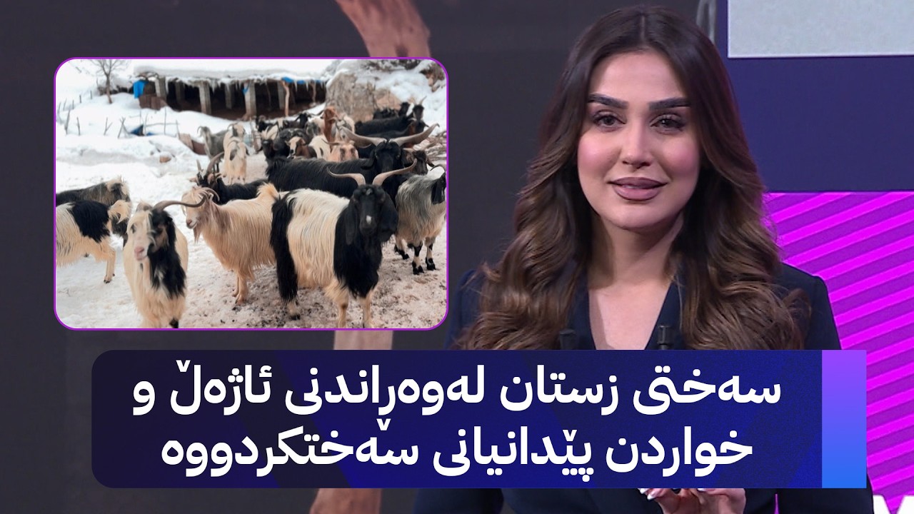 سەختی زستان لەوەڕاندنی ئاژەڵ و خواردن پێدانیانی سەختکردووە