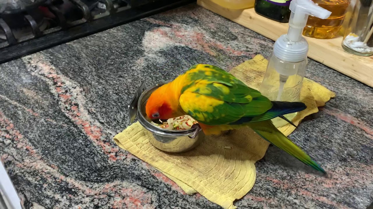 My sun conure &ldquo;Babe&rdquo; eating pellets with shredded apple