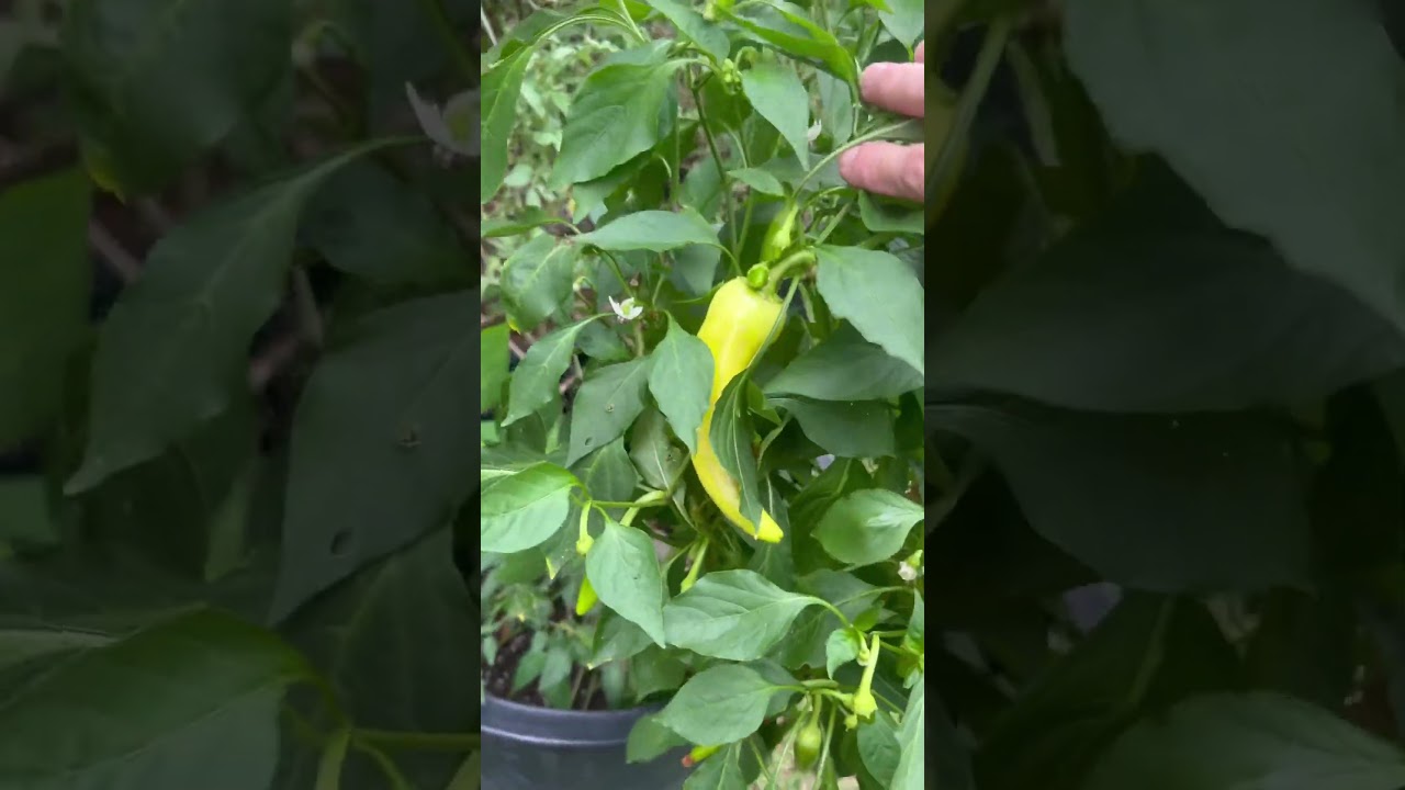 Sweet Banana Peppers booming! #offgrid #gardening #georgia #peppers #fruit #survival  #plants